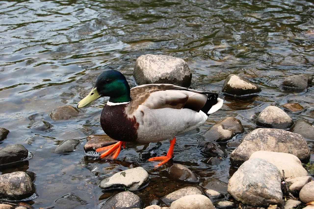 Atom Krydsord hjælp