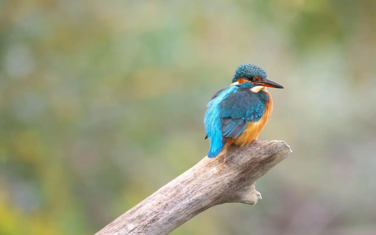 Martin Brygmann: Kone, privatliv og livet bag scenen