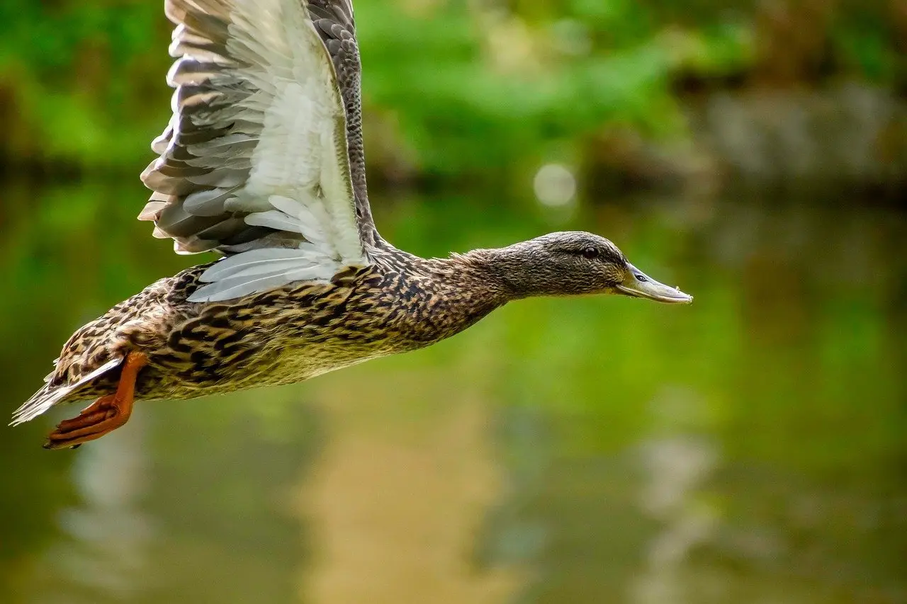 Mede Krydsord Løsning