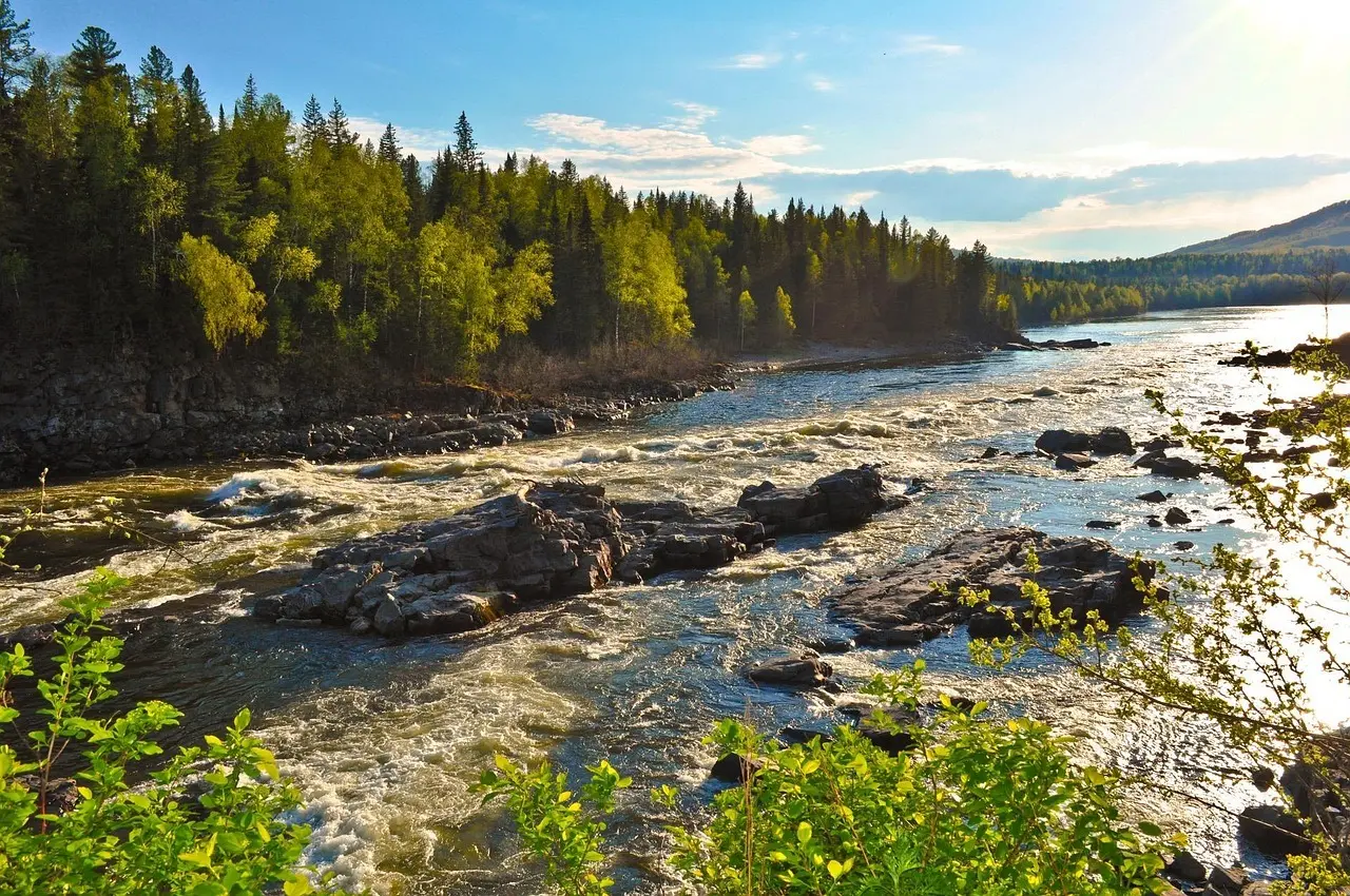 Russisk Skov Krydsord Betydning