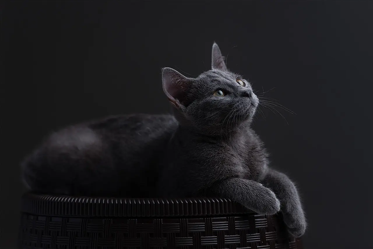 Russiske toldregler for rejsende: Hvad må du medbringe?