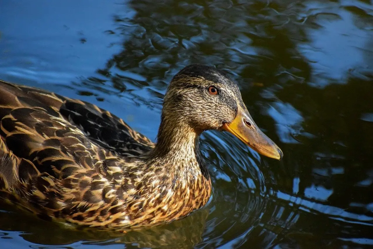Stigning Krydsord Svar